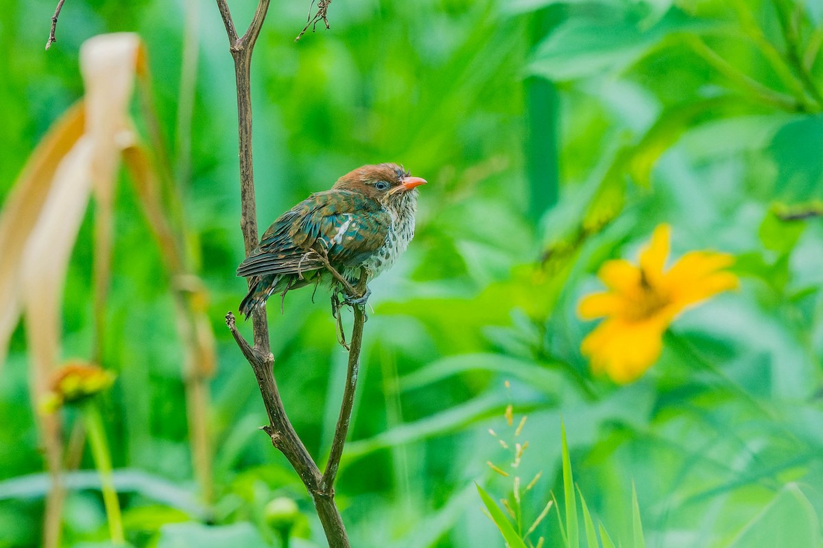 Dideric Cuckoo - ML608540849