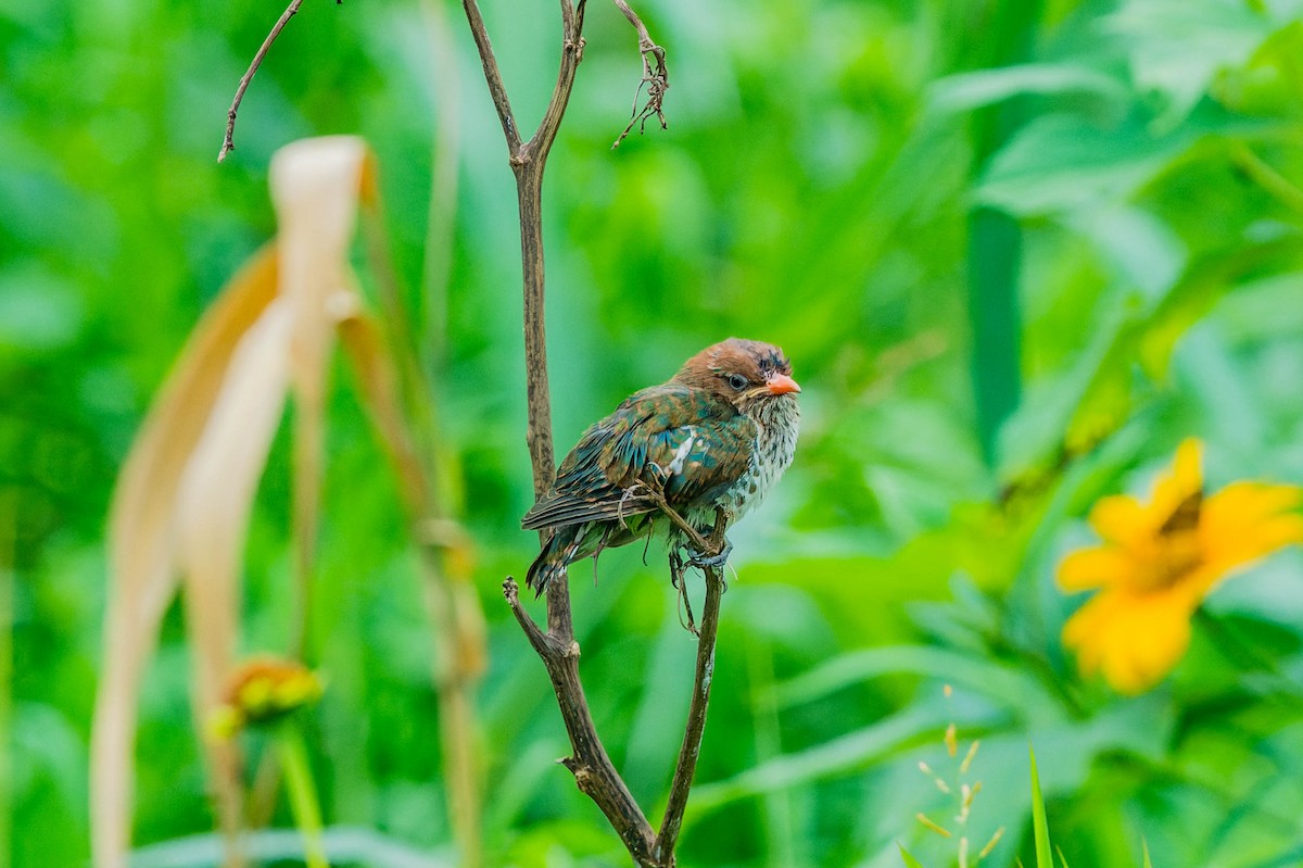 Dideric Cuckoo - ML608540850