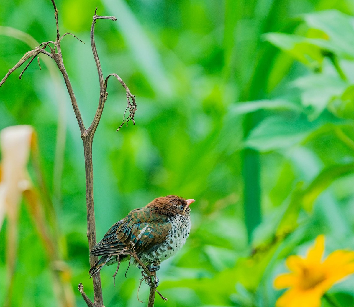 Dideric Cuckoo - ML608540851