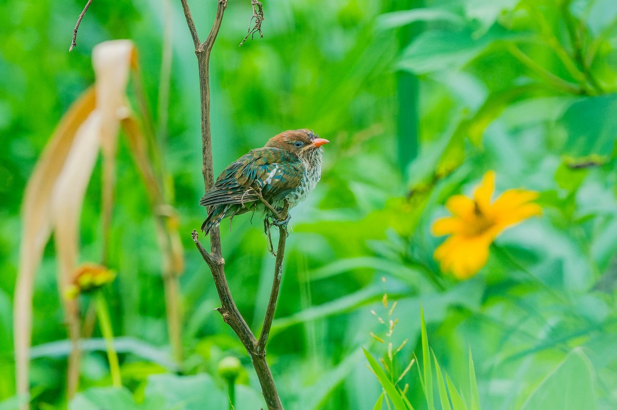 Dideric Cuckoo - ML608540852