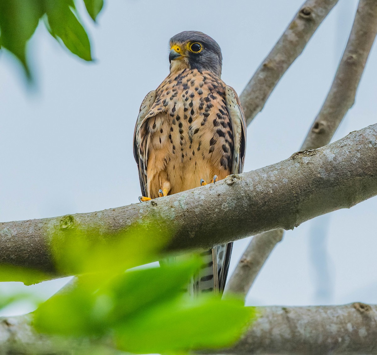 Eurasian Kestrel - ML608540865