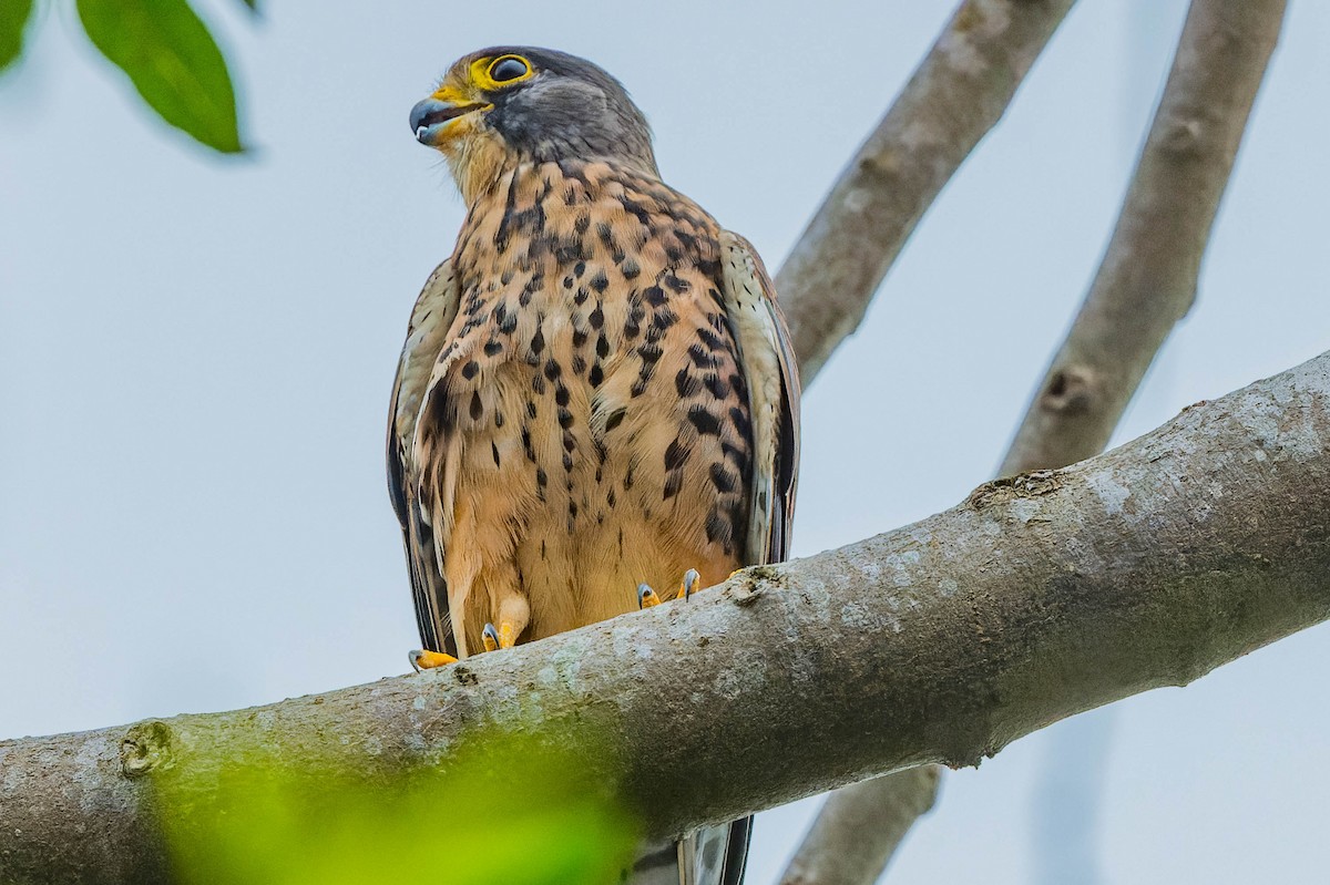 Eurasian Kestrel - ML608540867