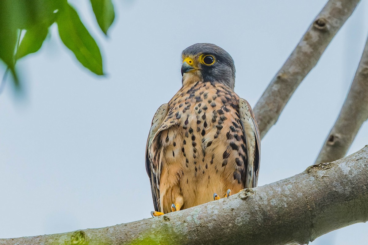 Eurasian Kestrel - ML608540870