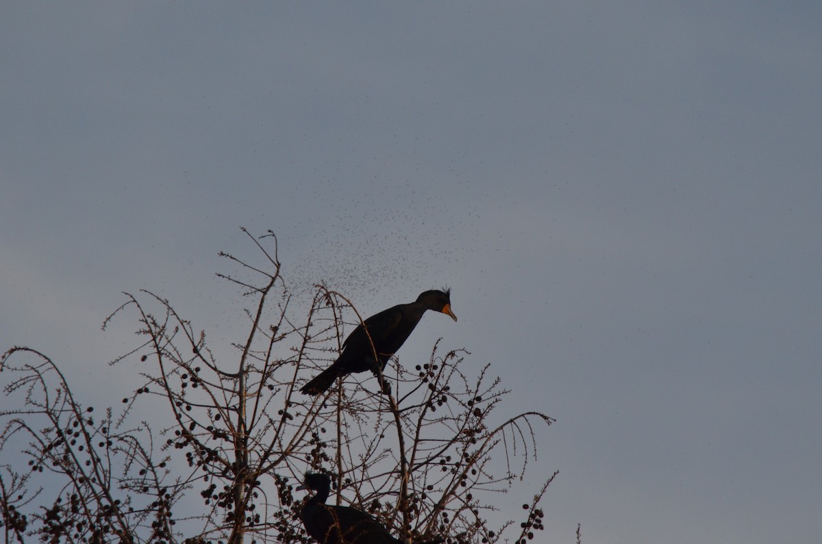 Neotropic Cormorant - Brian Quindlen