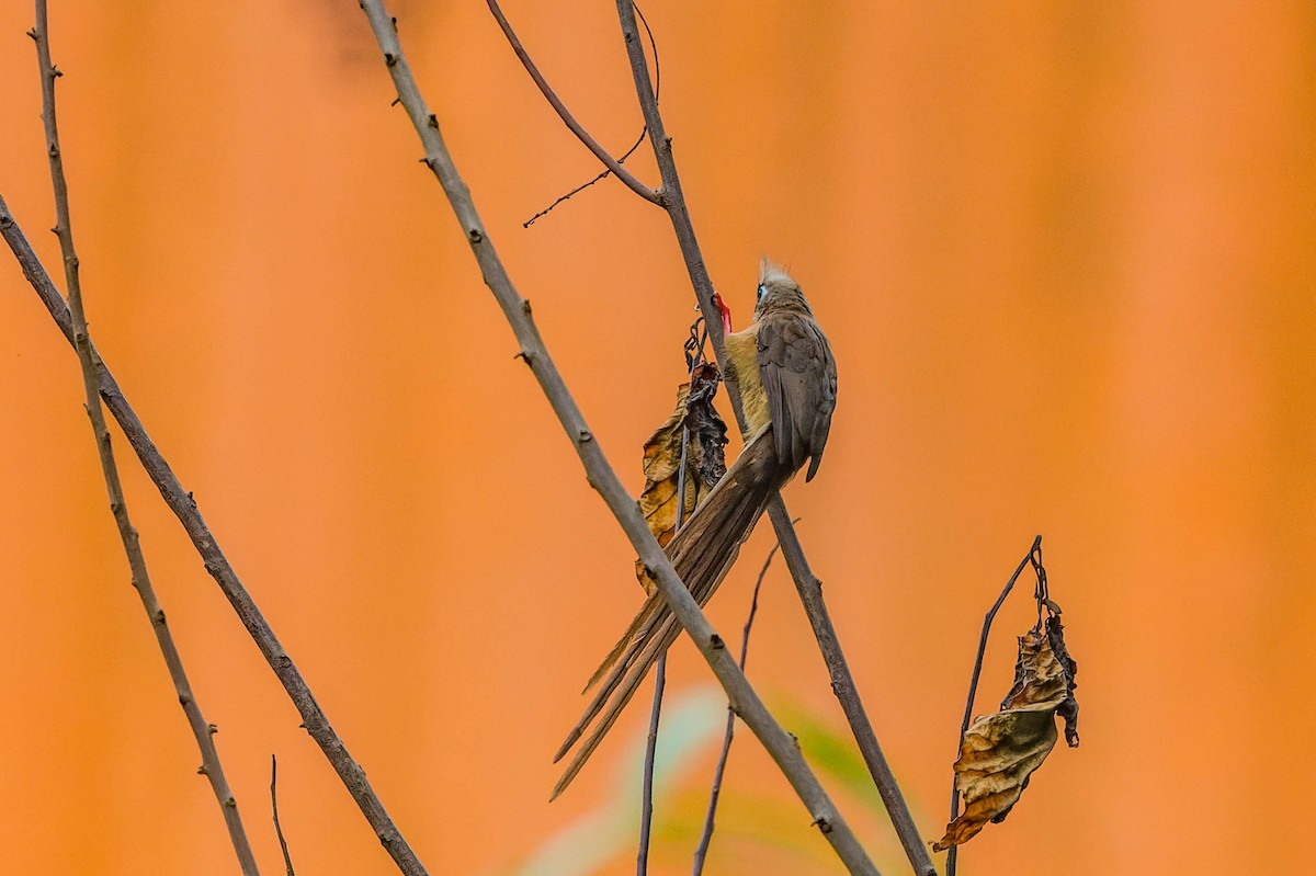 Speckled Mousebird - lucien ABAH