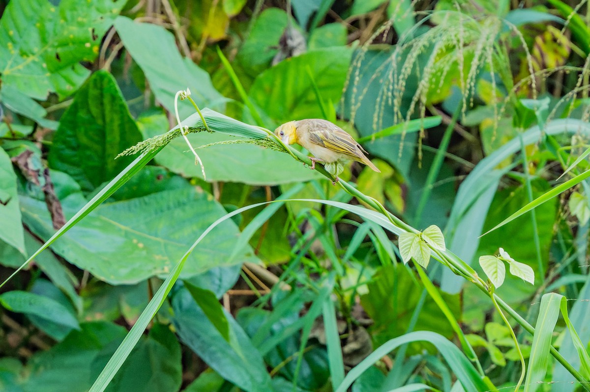 Village Weaver - ML608540893