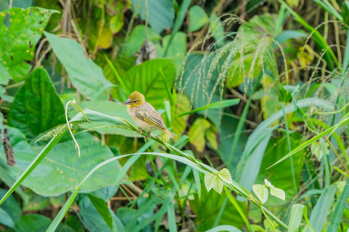 Village Weaver - ML608540895