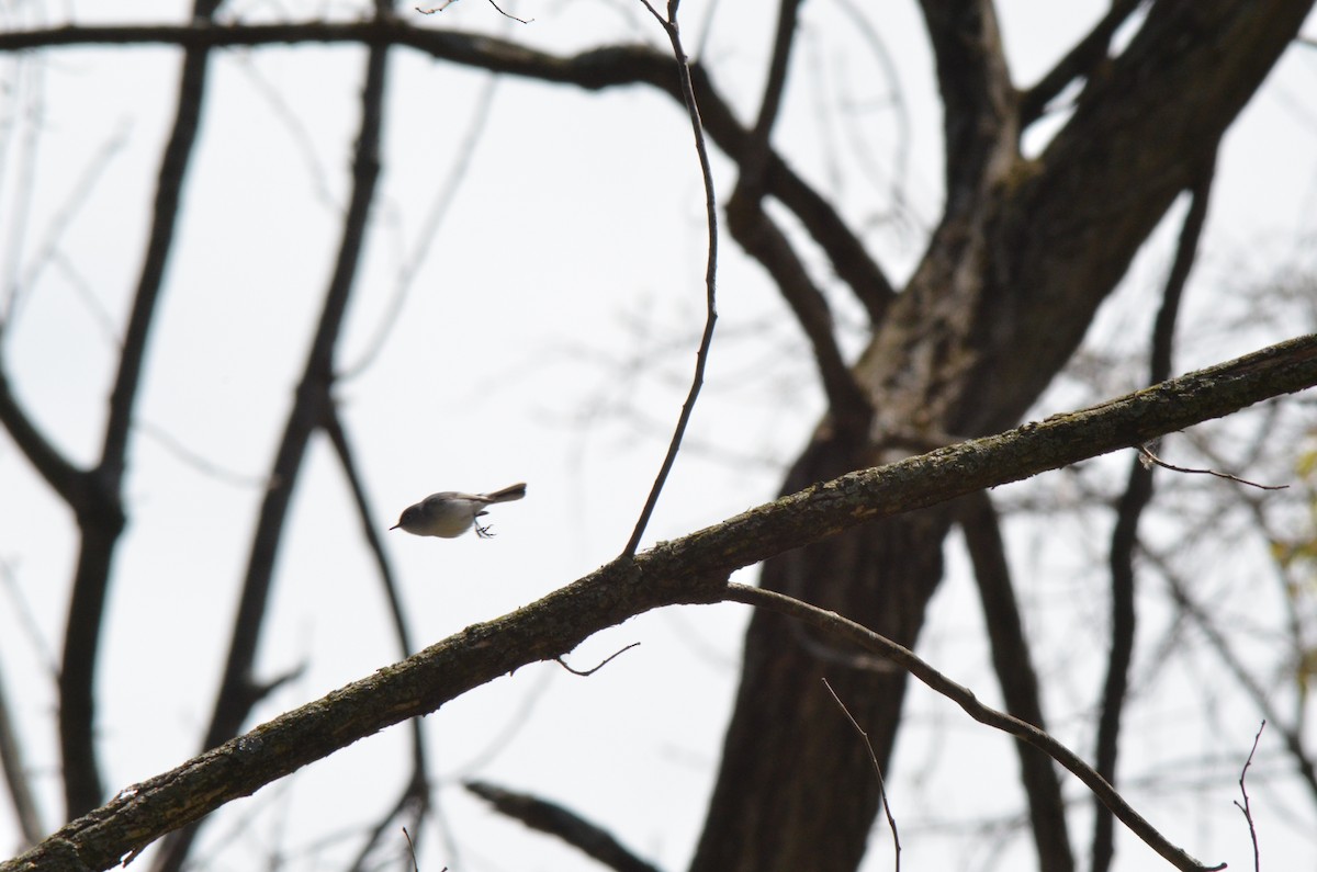 Blue-gray Gnatcatcher - ML608540898