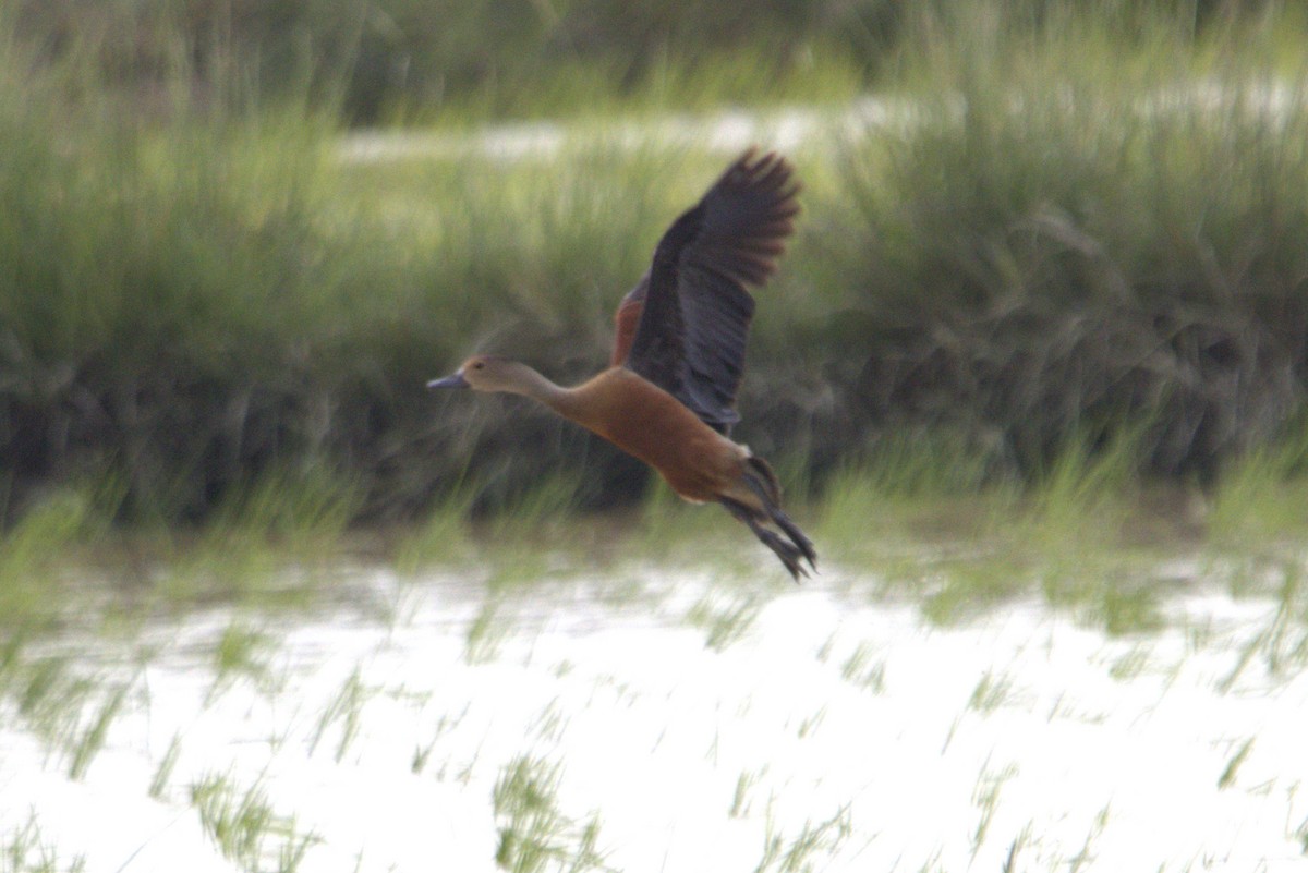 Lesser Whistling-Duck - ML608540946