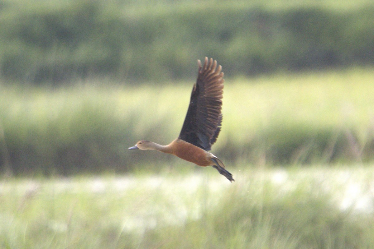 Lesser Whistling-Duck - ML608540947