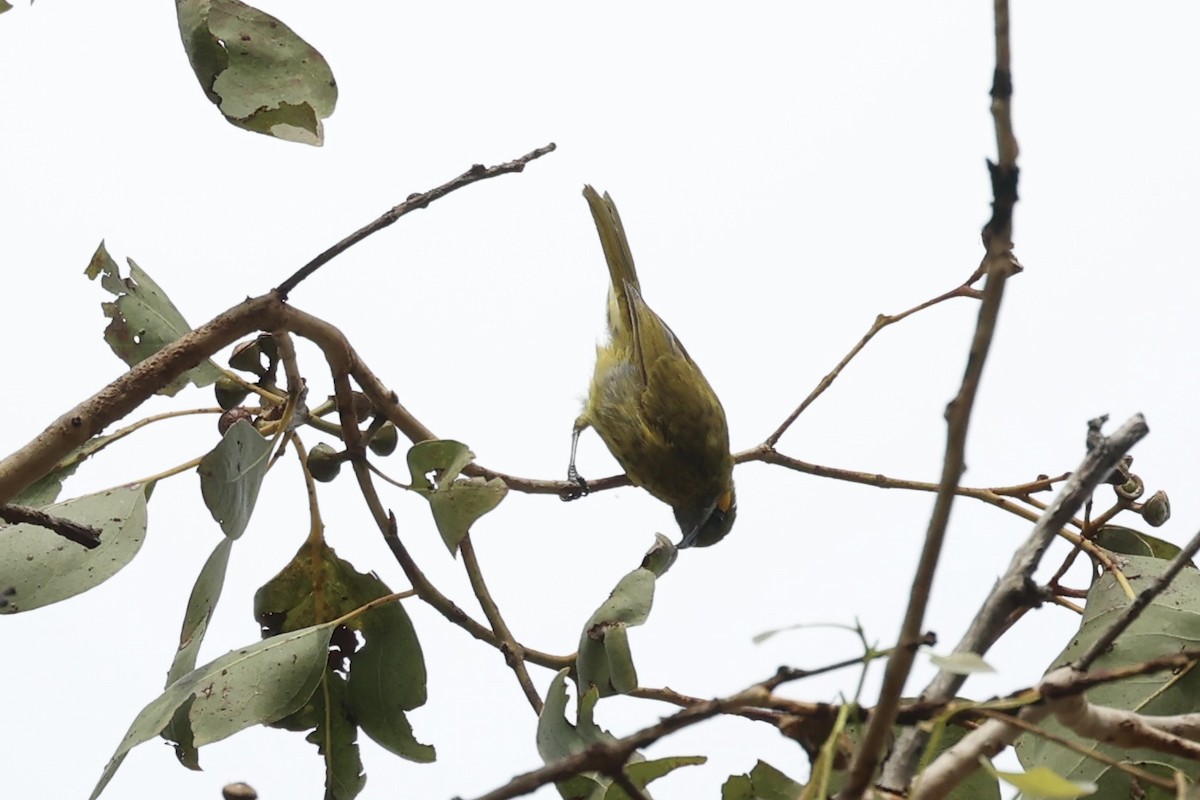 Yellow-eared Honeyeater - Andrew William