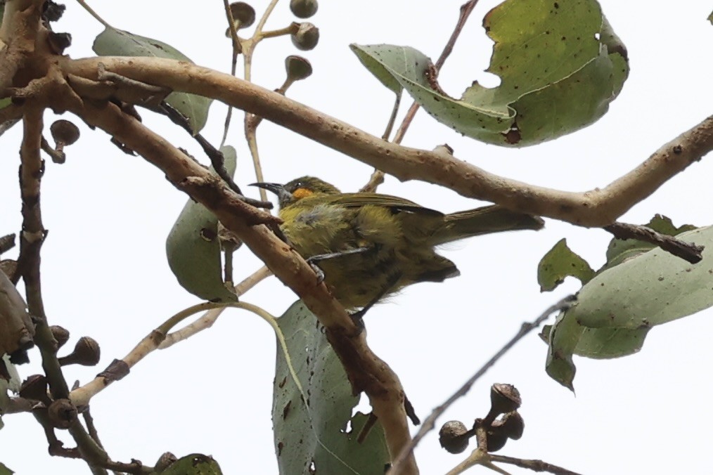 Yellow-eared Honeyeater - ML608541160