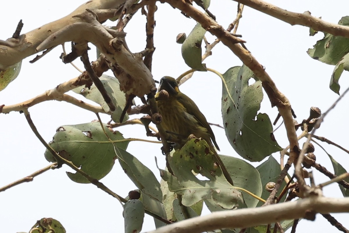 Yellow-eared Honeyeater - ML608541163