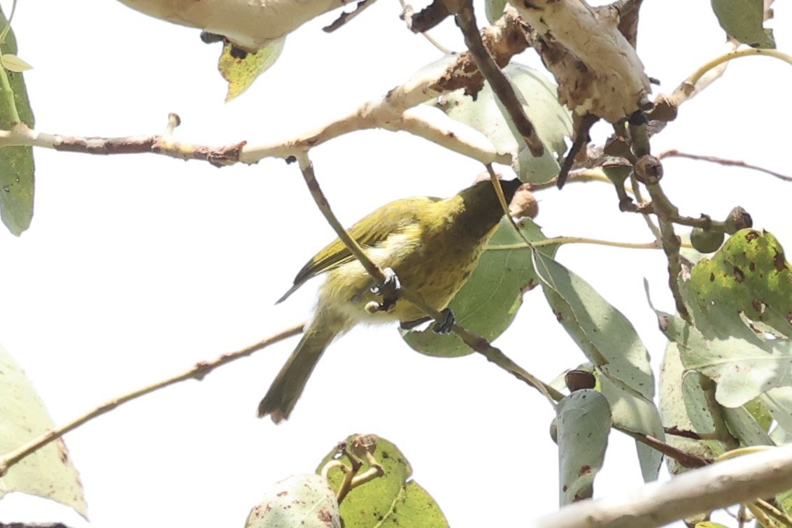 Yellow-eared Honeyeater - ML608541165