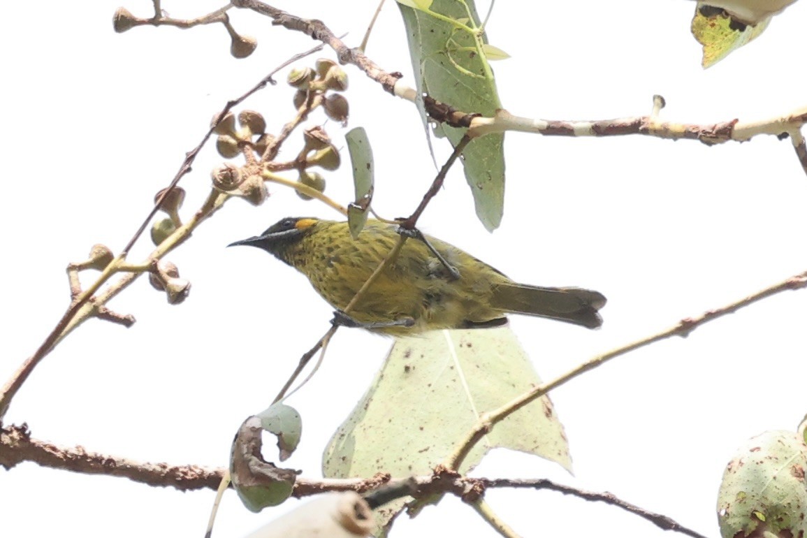 Yellow-eared Honeyeater - ML608541167