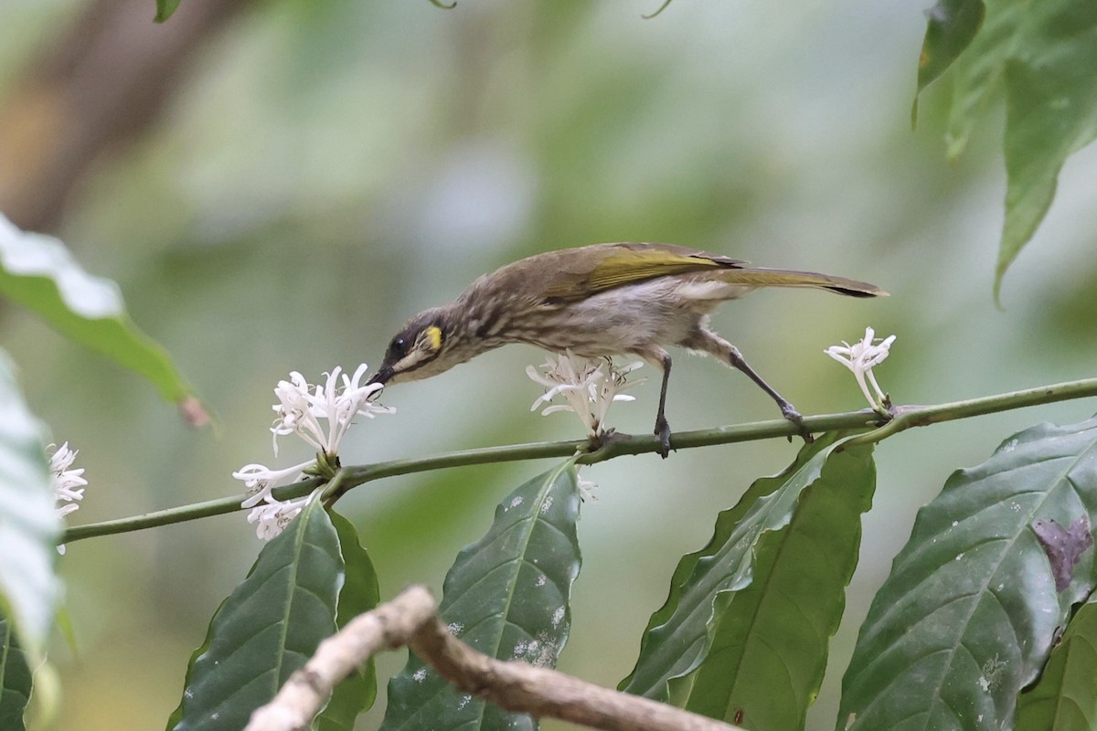 Streak-breasted Honeyeater - Andrew William