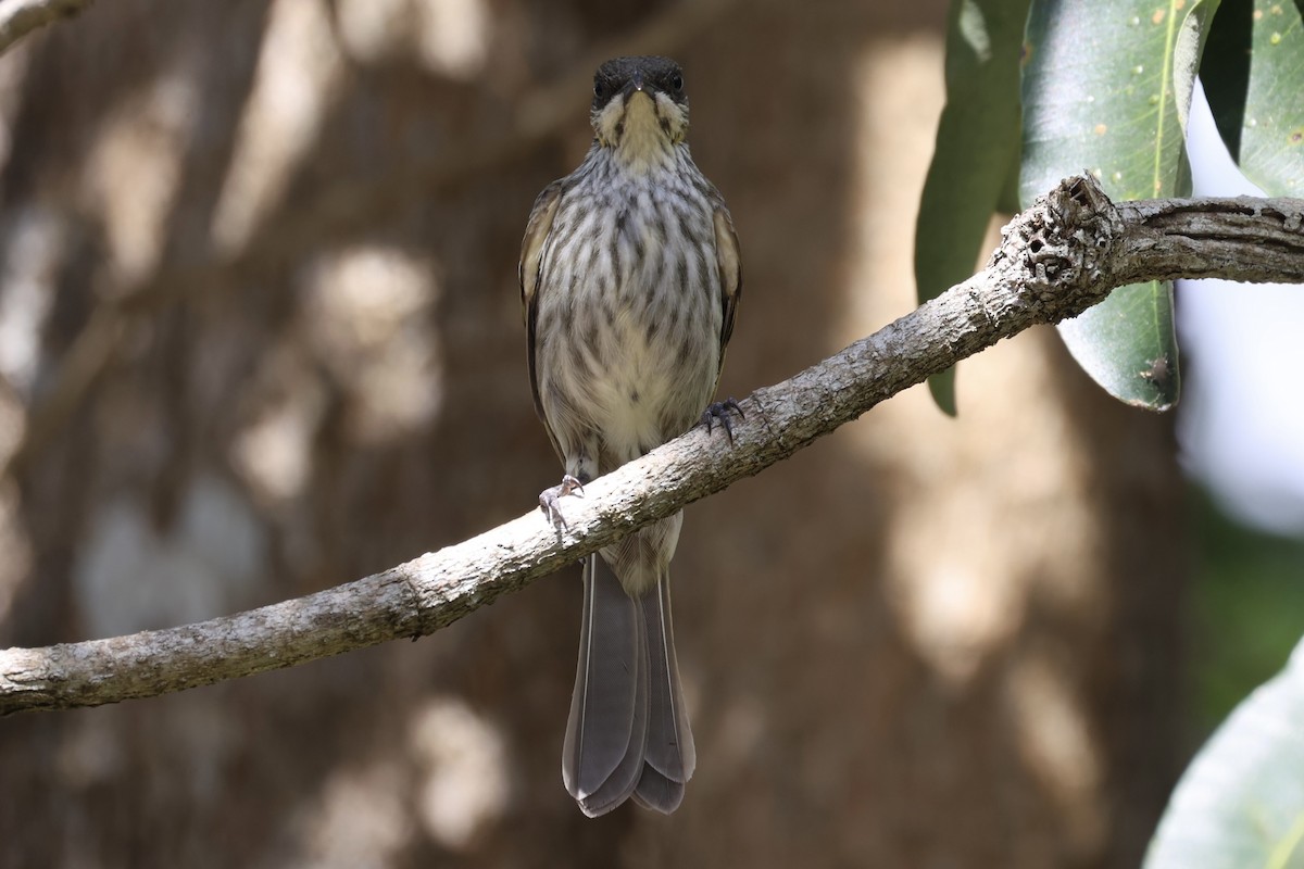 Streak-breasted Honeyeater - Andrew William