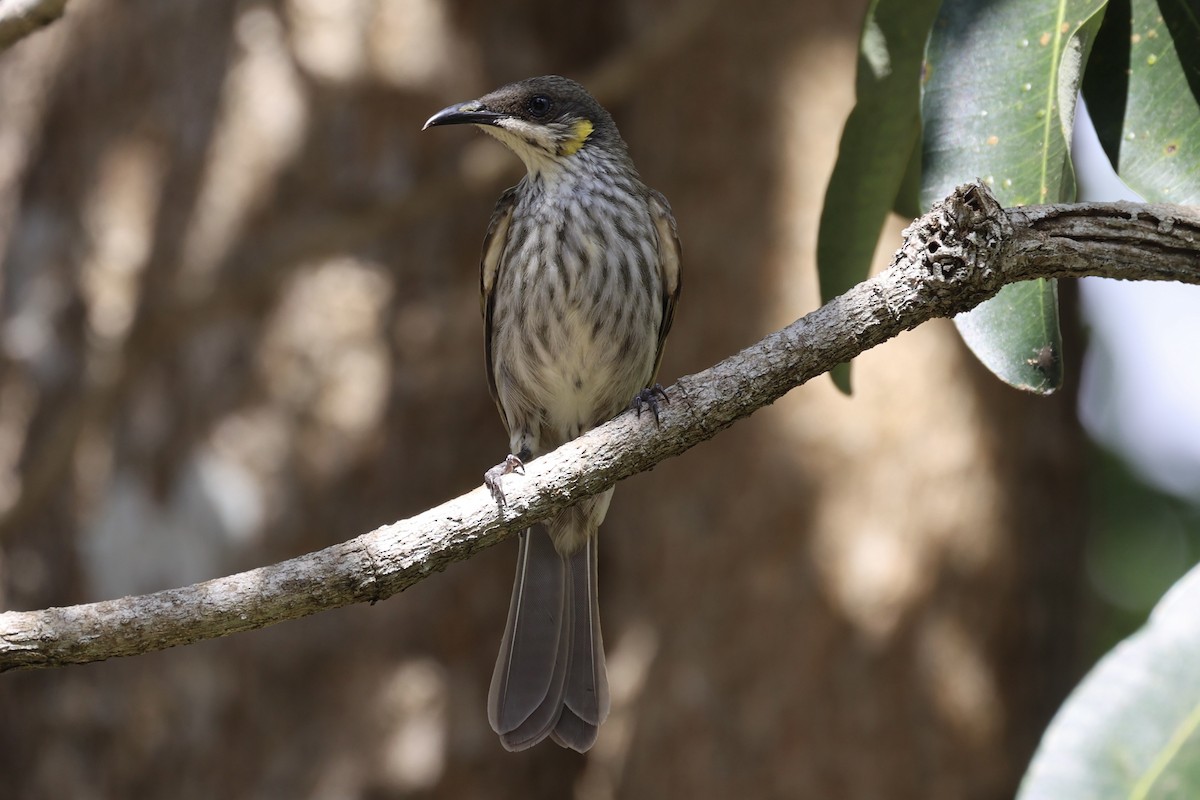 Streak-breasted Honeyeater - ML608541184