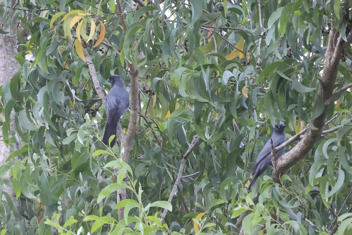 Wallacean Cuckooshrike - ML608541217