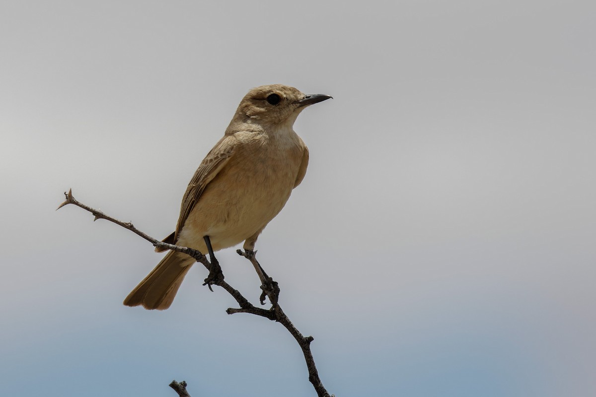 Chat Flycatcher - ML608541274