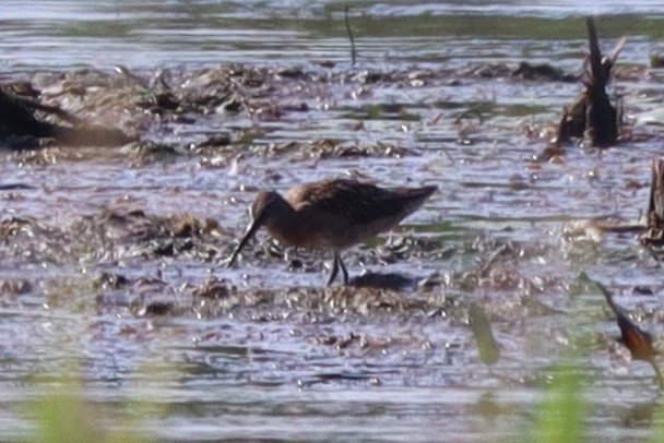 Short-billed Dowitcher - ML608541278