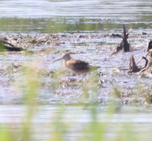 Short-billed Dowitcher - ML608541279