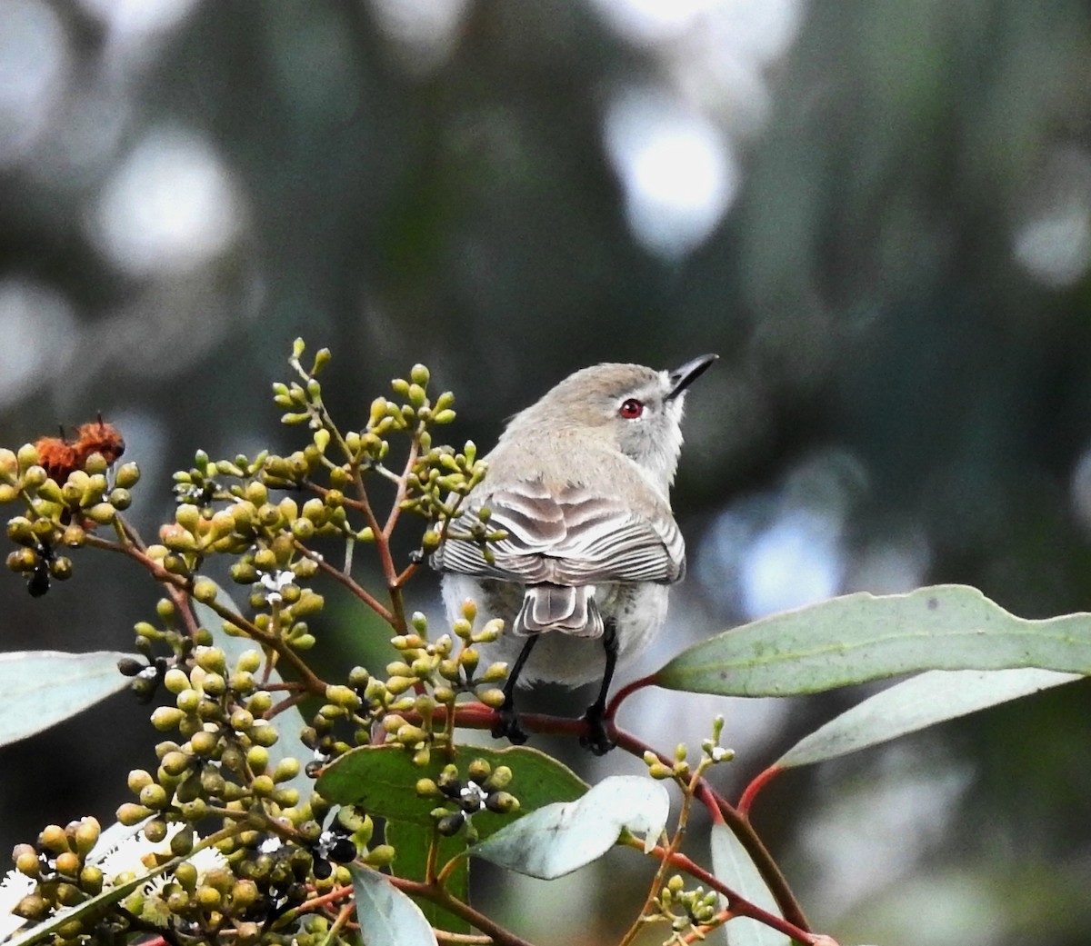Western Gerygone - ML608541307