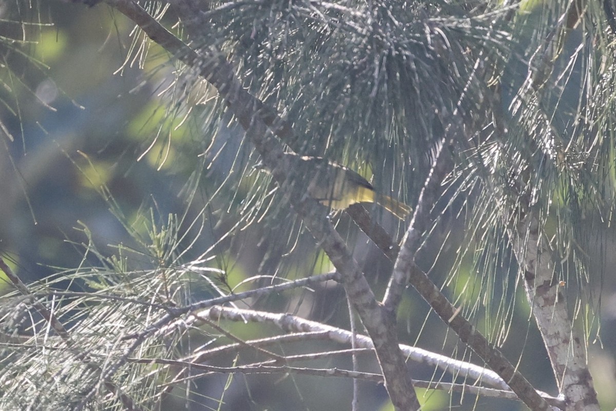 Fawn-breasted Whistler - Andrew William