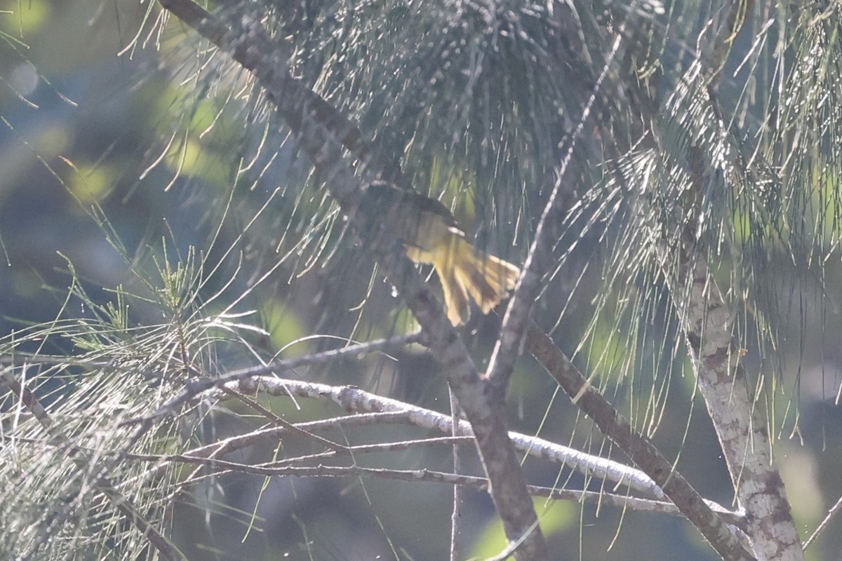 Fawn-breasted Whistler - Andrew William