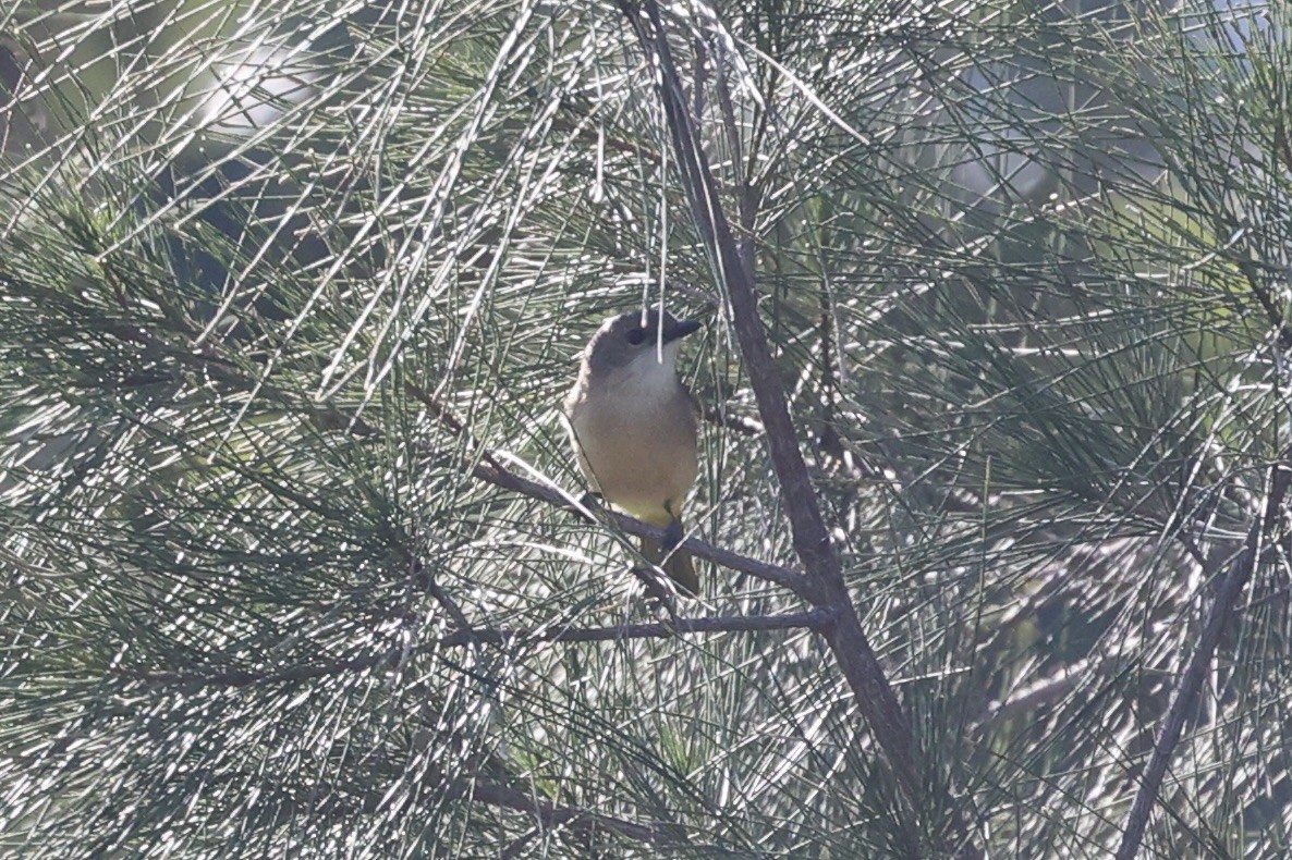 Fawn-breasted Whistler - Andrew William