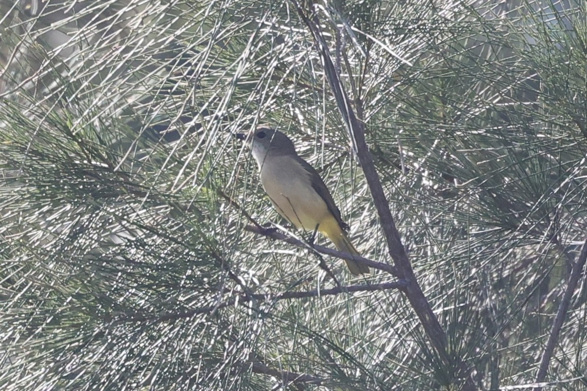 Fawn-breasted Whistler - ML608541313