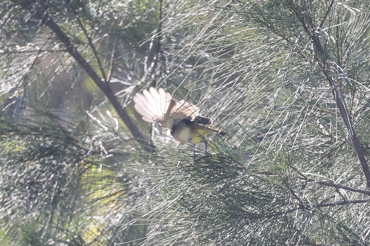 Fawn-breasted Whistler - Andrew William