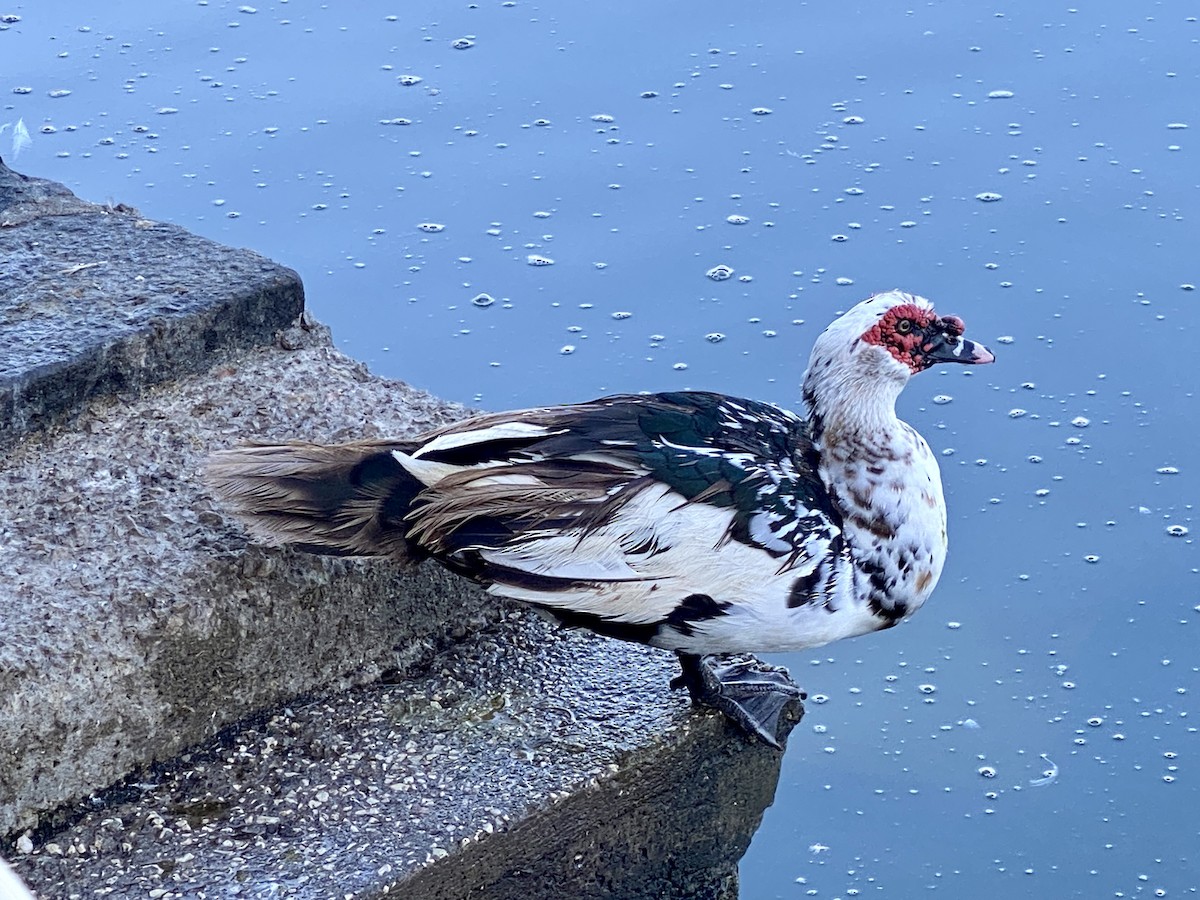 Muscovy Duck (Domestic type) - ML608541322
