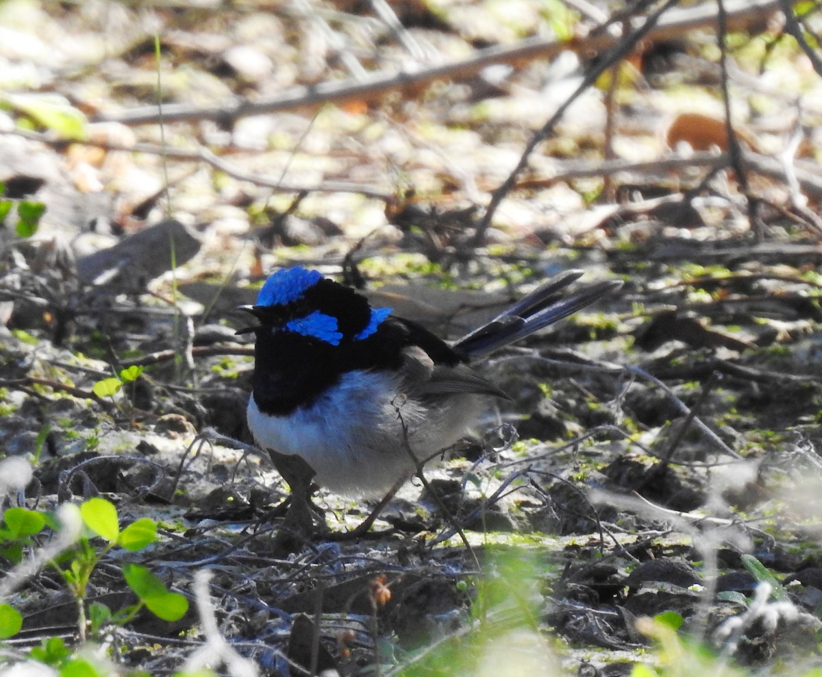 Superb Fairywren - ML608541334
