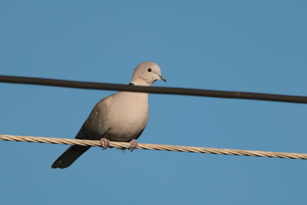 Eurasian Collared-Dove - ML608541441