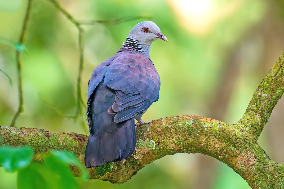 Nilgiri Wood-Pigeon - Saswat Mishra