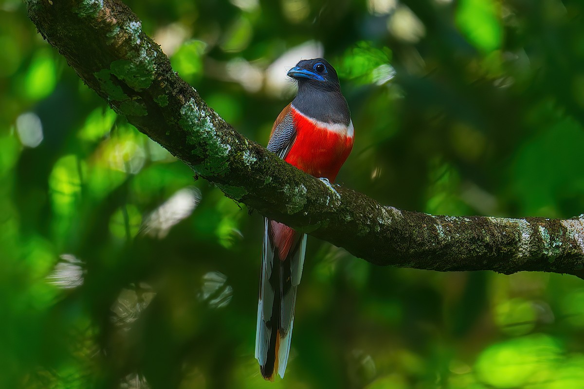 Malabar Trogon - ML608541461