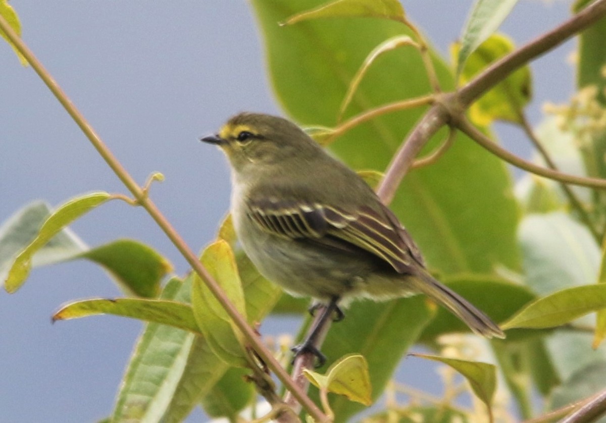 Tyranneau à face jaune - ML608541541