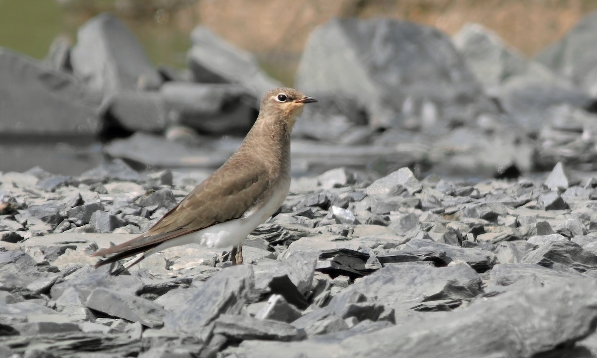 Black-winged Pratincole - ML608541543