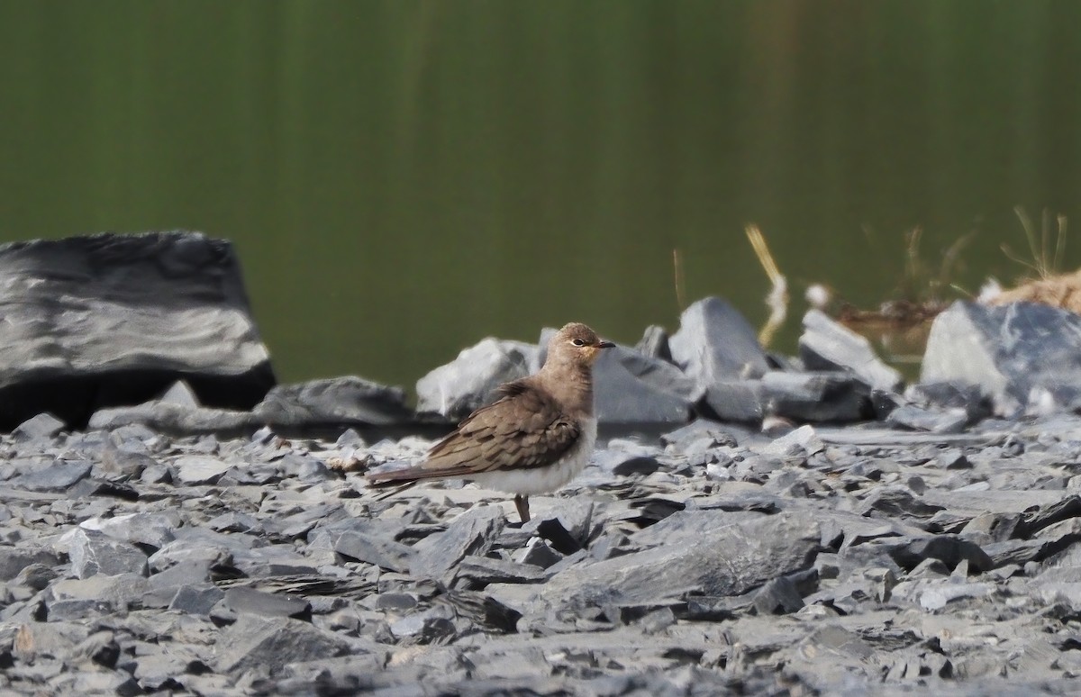 Black-winged Pratincole - ML608541549