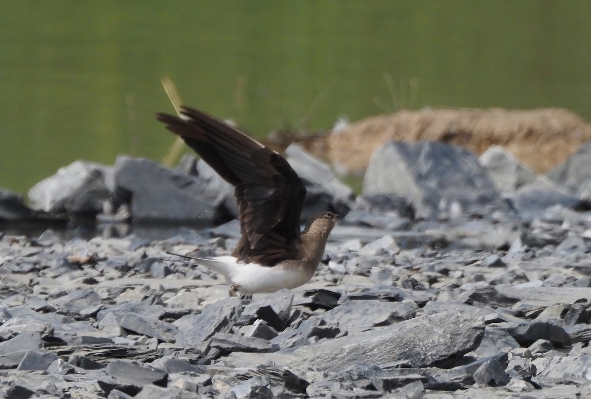 Black-winged Pratincole - ML608541550