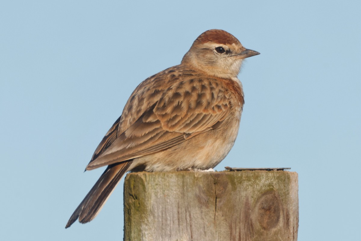 Red-capped Lark - ML608541565