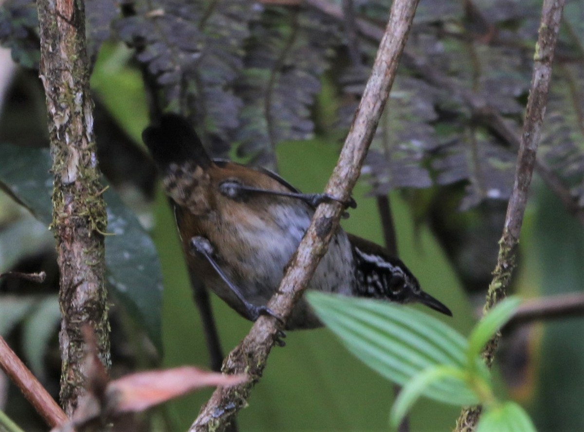 Bar-winged Wood-Wren - Daniel Lebbin