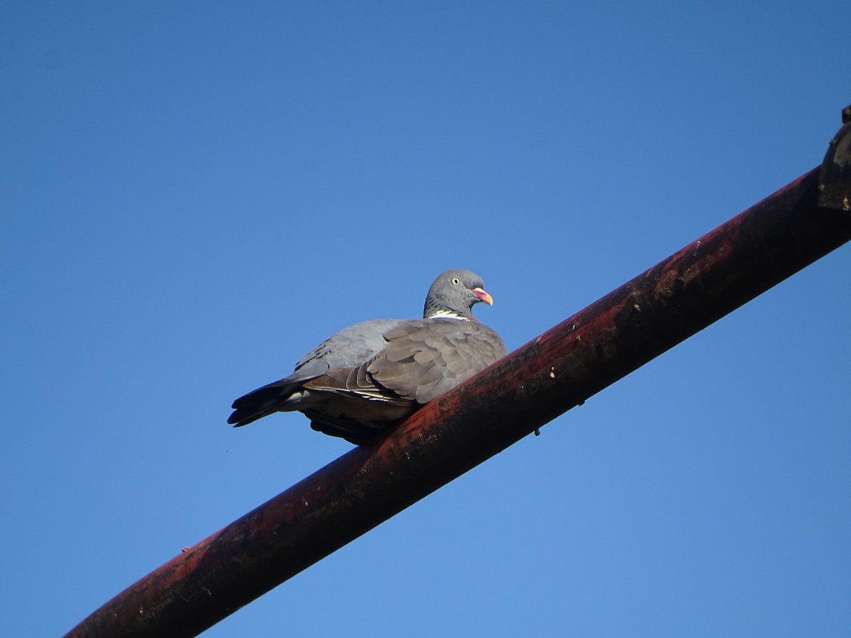 Common Wood-Pigeon - ML608541583