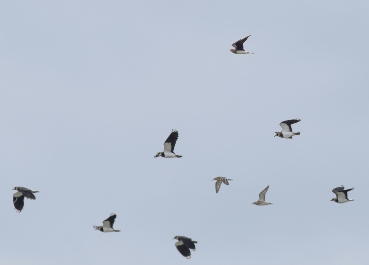 Black-winged Pratincole - ML608541597