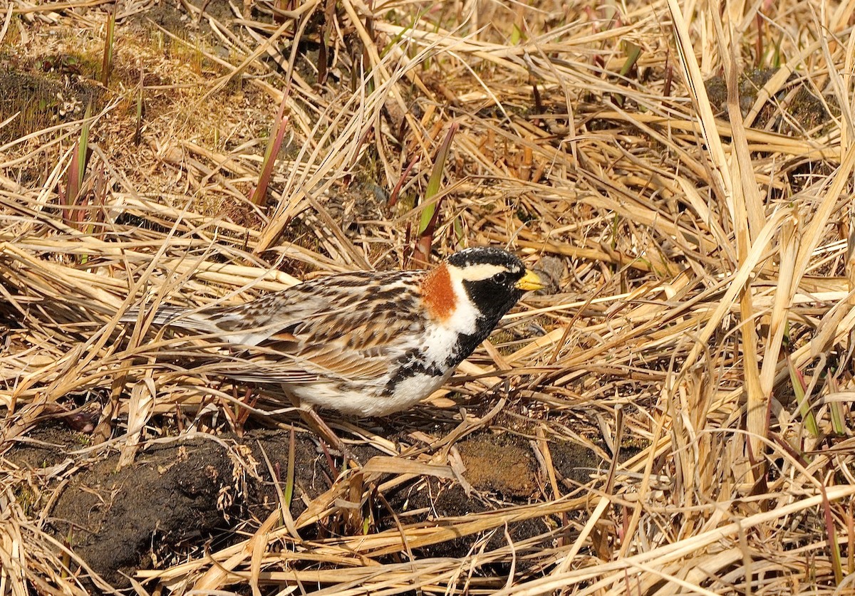 Lapland Longspur - ML608541599