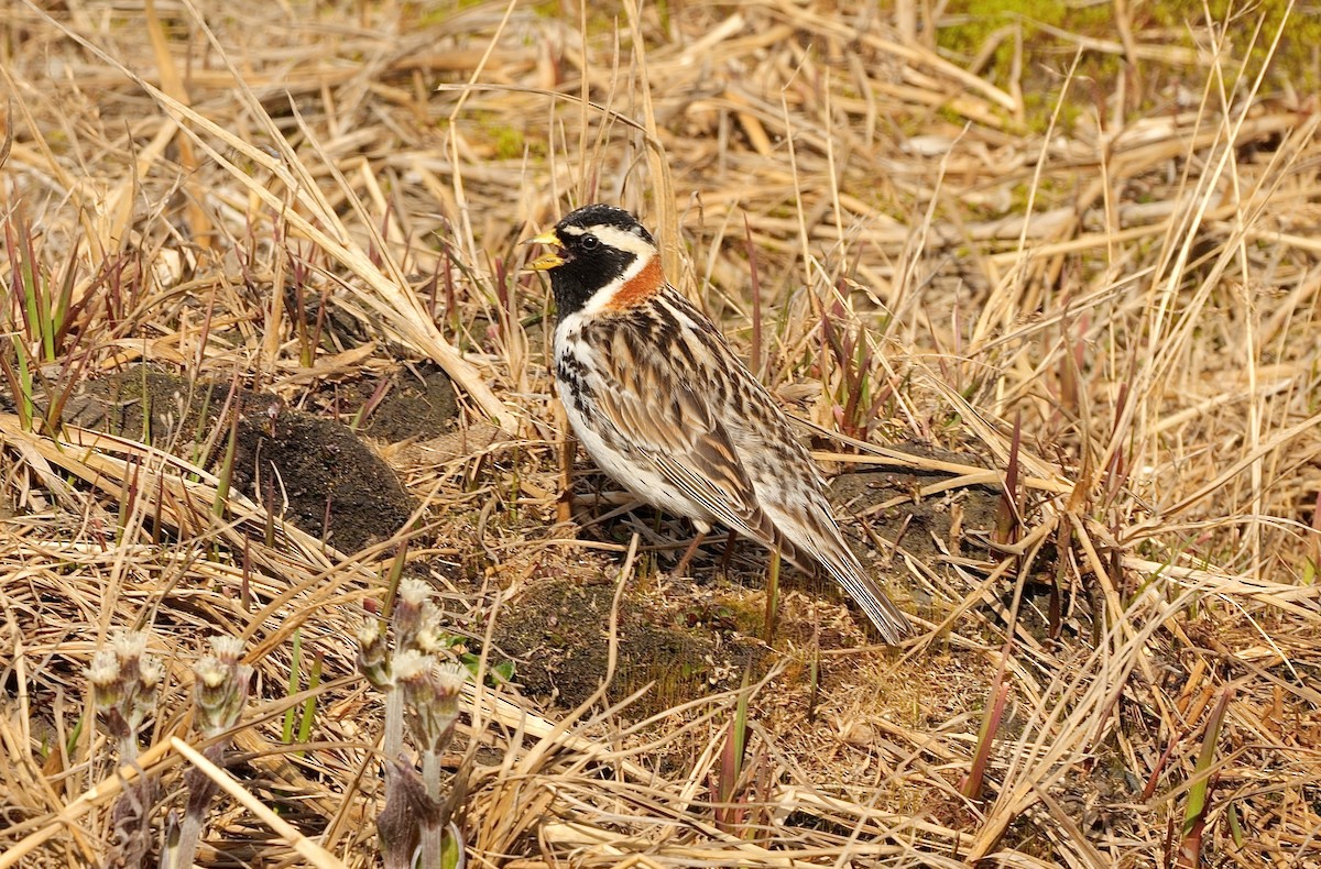 Lapland Longspur - ML608541600