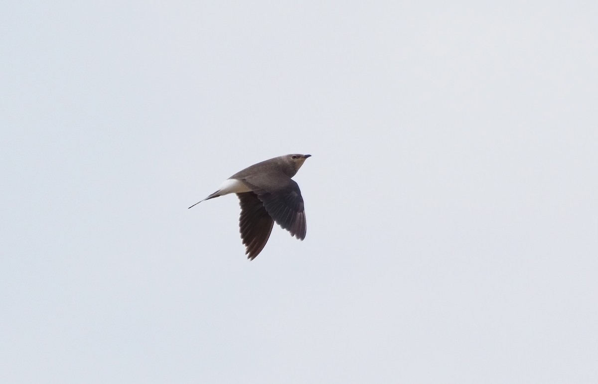 Black-winged Pratincole - ML608541612