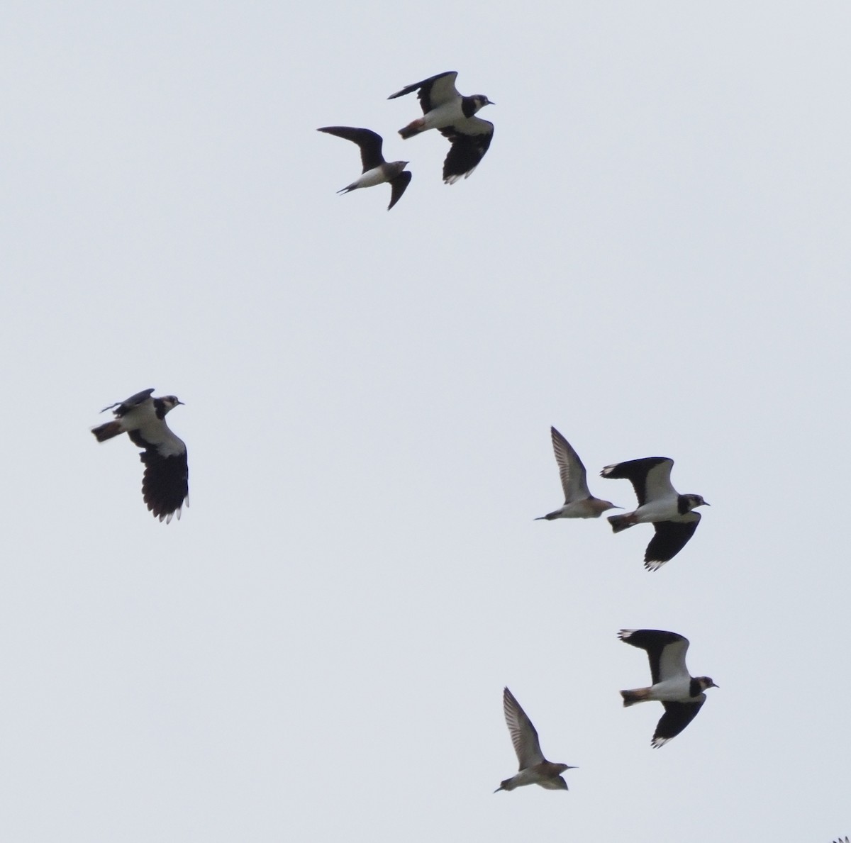 Black-winged Pratincole - ML608541624