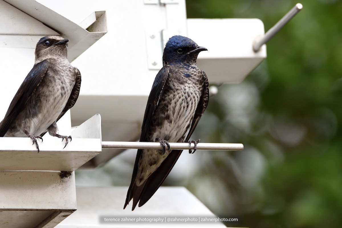 Purple Martin - ML60854171